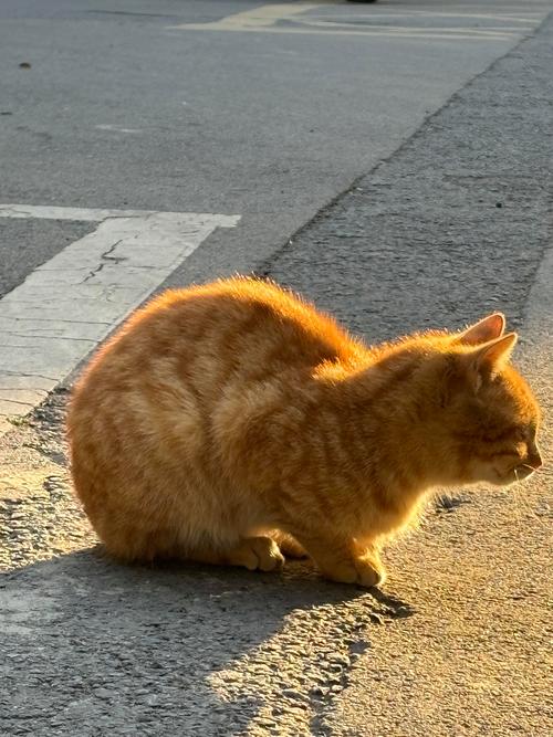 公交站路边流浪橘猫晒太阳场景