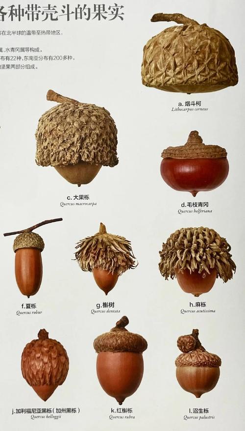 全球各地古老蔬菜品种种子多样性展示