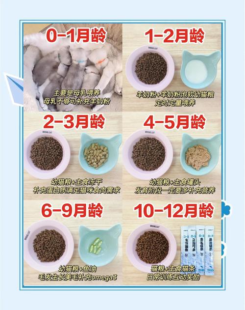 宠物长期吃人类剩饭肾损伤检测报告单