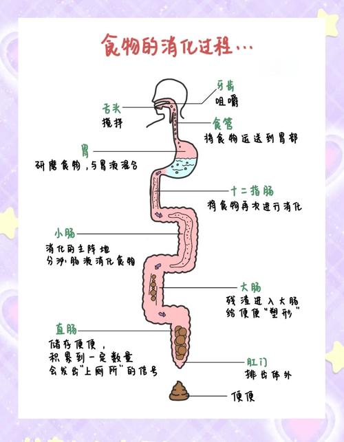 饭后胃部食物流动方向示意图