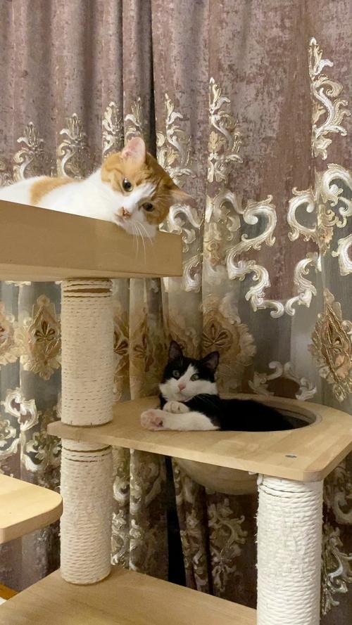 英短蓝猫趴在客厅高猫爬架顶端睡觉