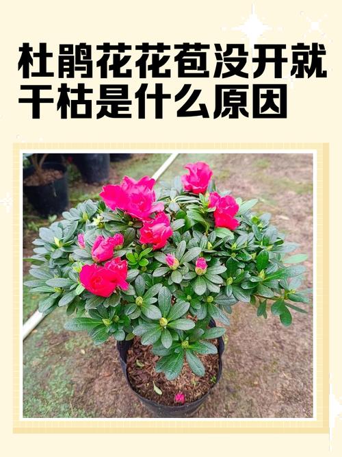 为什么快十年了还没遍地开花？