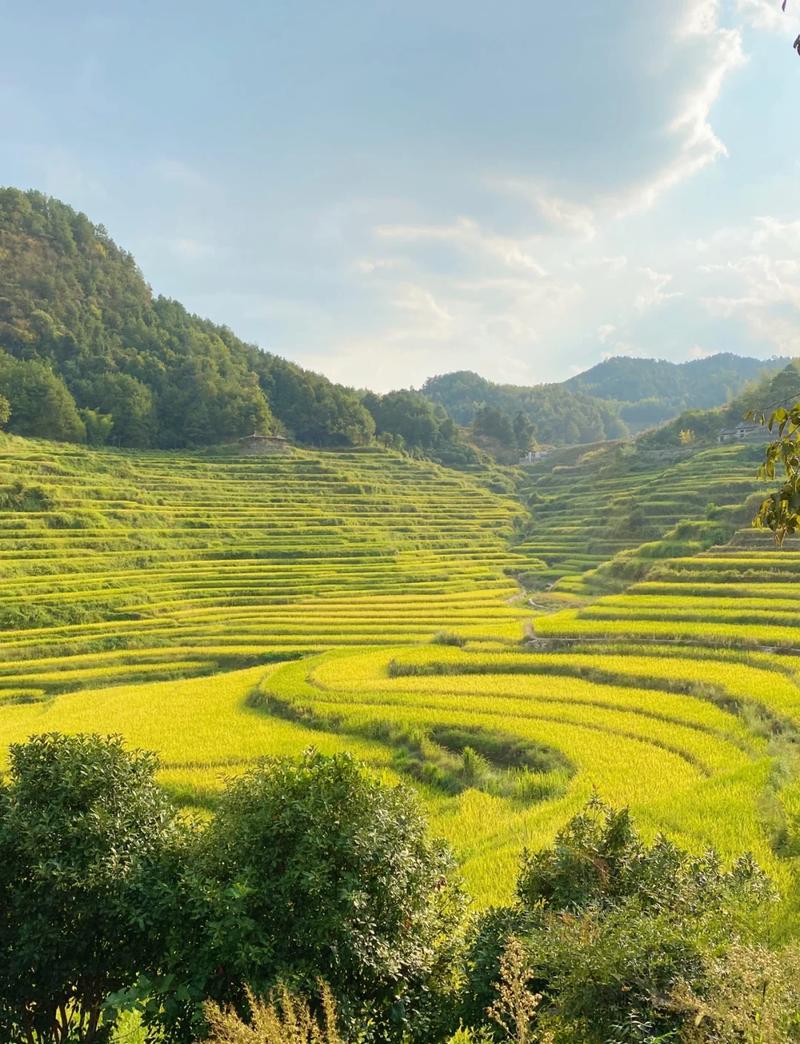 湖北南漳祝家湾村山谷梯田秋景