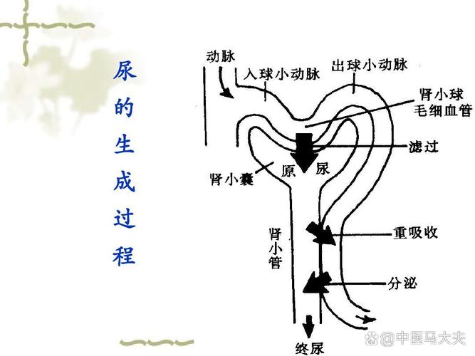6个月婴儿肾脏代谢能力对比示意图
