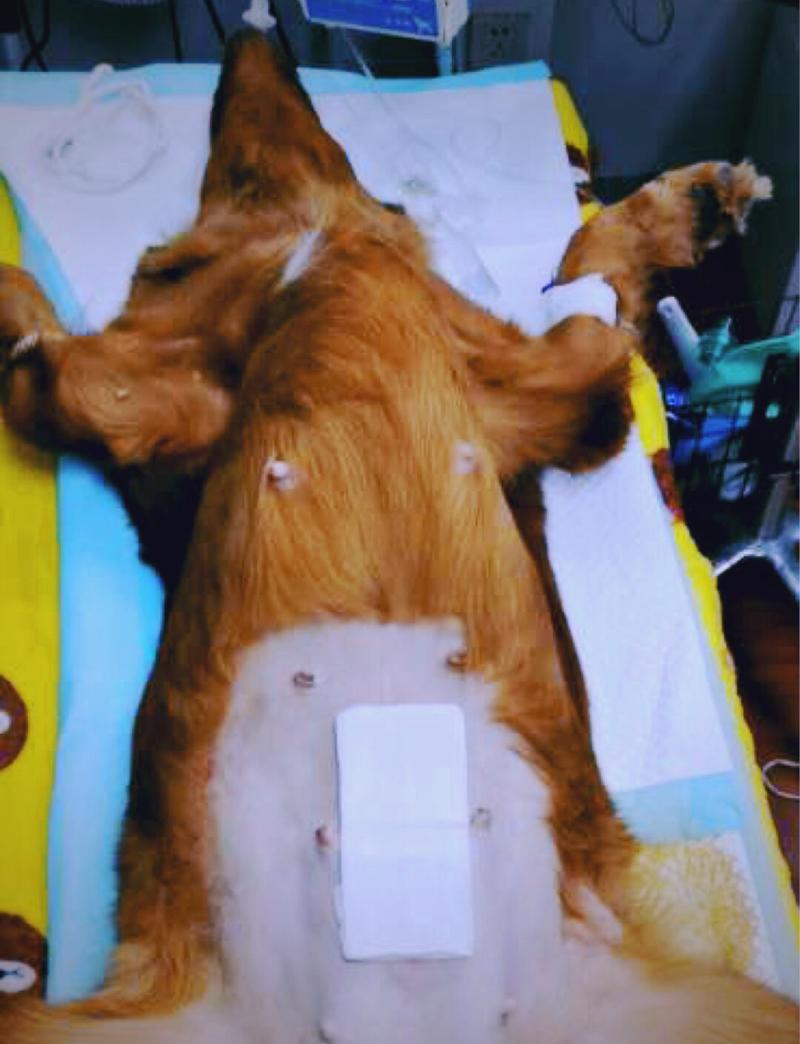 宠物医院公犬绝育术后伤口护理实拍图