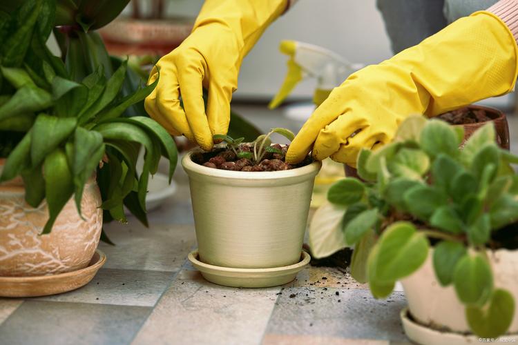 新手绿植盆栽换盆修根操作实拍