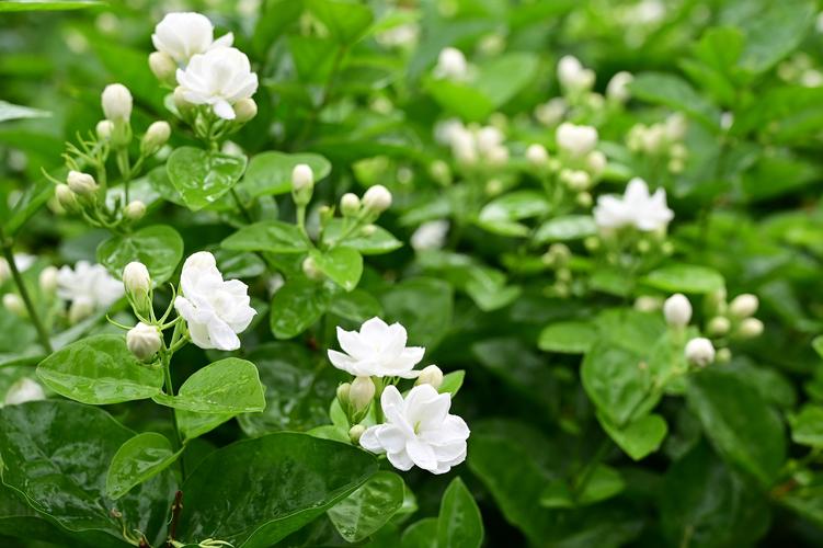 福州三捷河老茉莉树开白色茉莉花