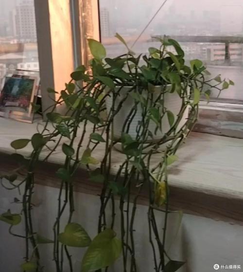 小学走廊窗台边孩子蹲下来看掉叶绿萝的实拍图