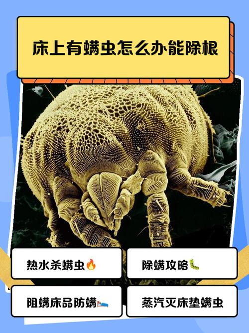 人体床上尘螨电子显微镜观测图