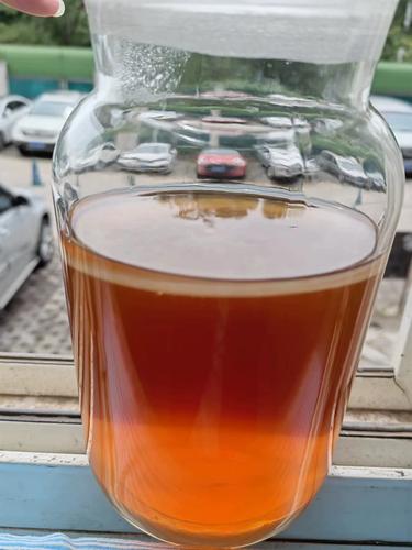 康普茶玻璃罐中漂浮的红茶菌母
