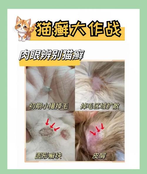 犬猫正常换毛与病理性掉毛皮肤对比图