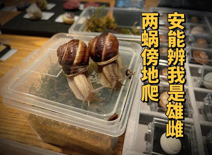 蜗牛交配喷射恋矢示意图