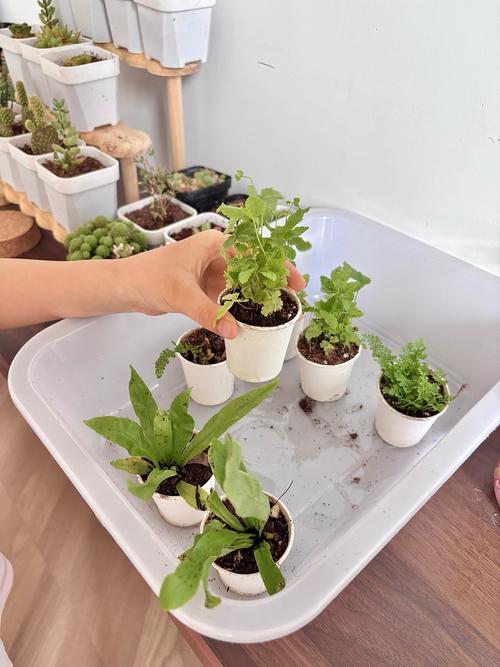 中学生自主设计植物生长实验场景