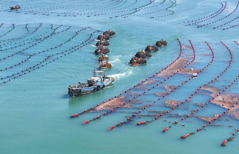 中国海带养殖场采收场景