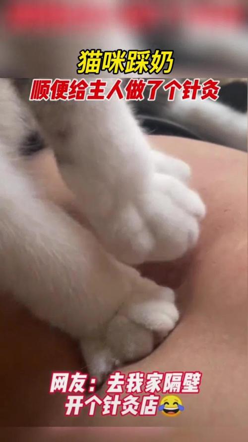 成年猫咪趴在主人胸口踩奶实拍