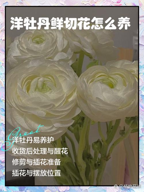 四、鲜切花怎么养?记住它是“怕潮不怕干”