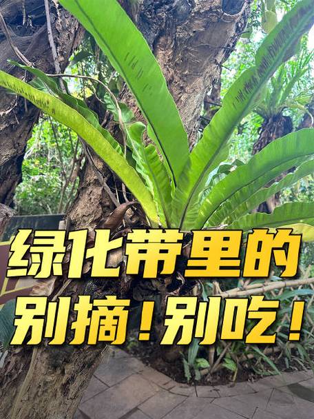 吃货植物?别乱喂!