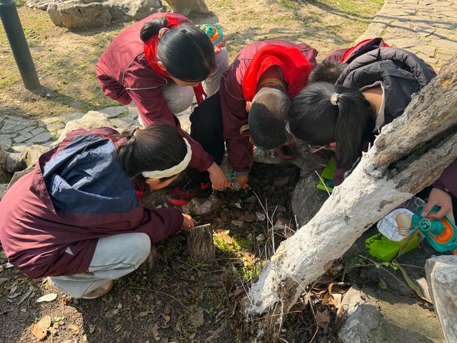 中小学生校园古树保护跨学科实践活动