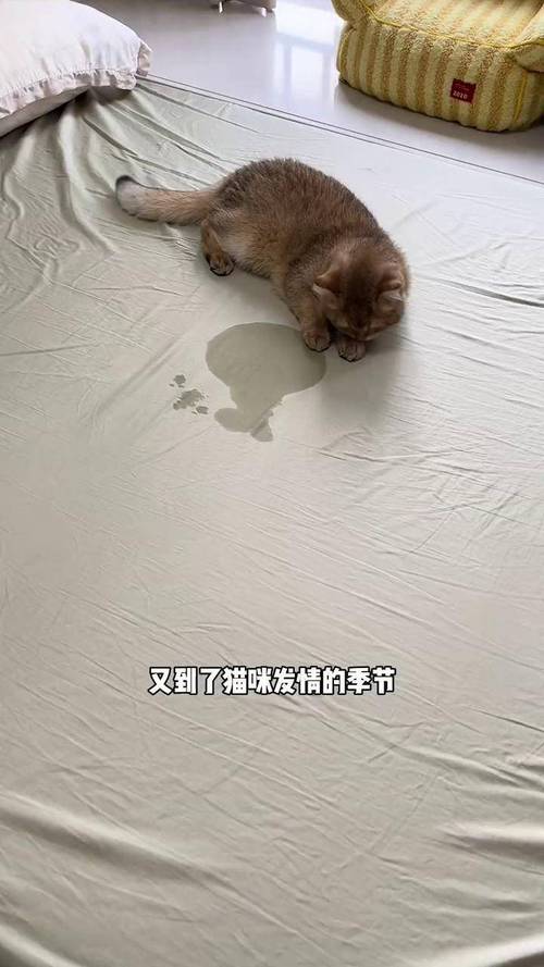 家养公猫发情乱尿标记沙发现场