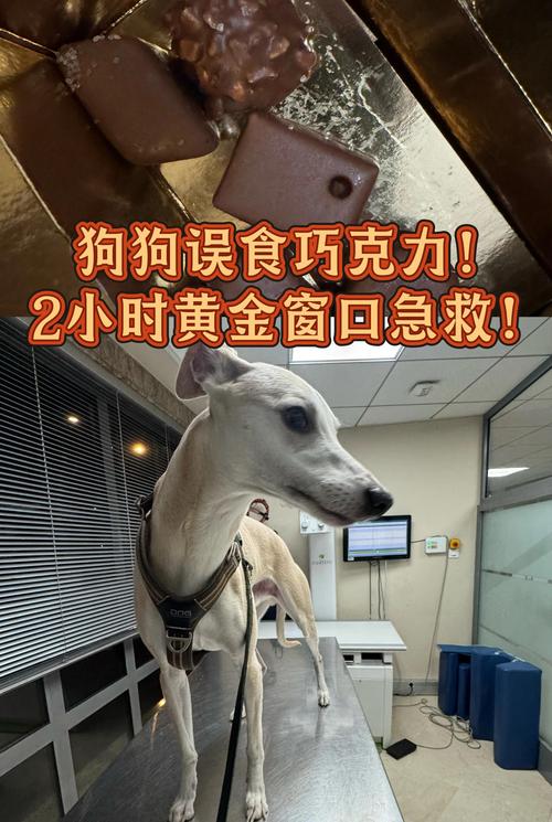 误食巧克力的泰迪犬在宠物医院抢救场景
