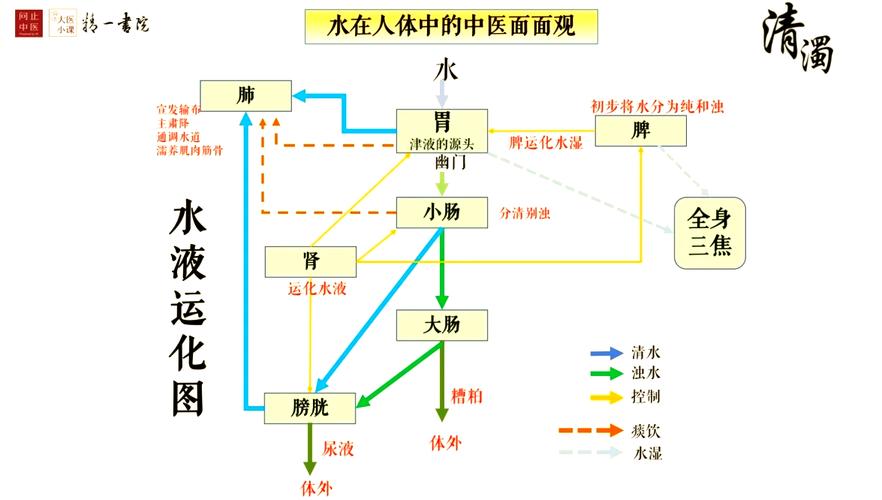 人体一天水循环代谢时间分布示意图