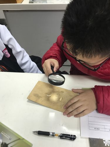 学生在美育课上用放大镜观察植物纹理