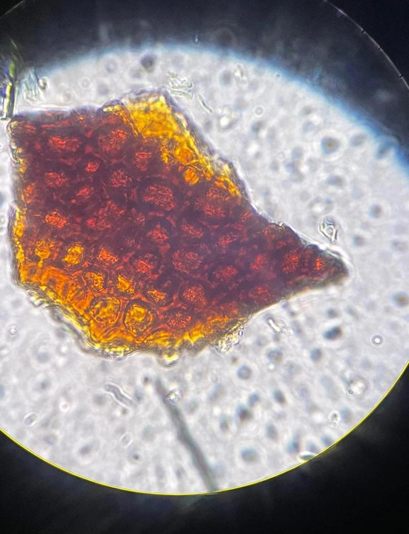 显微镜下河流沉积物颗粒