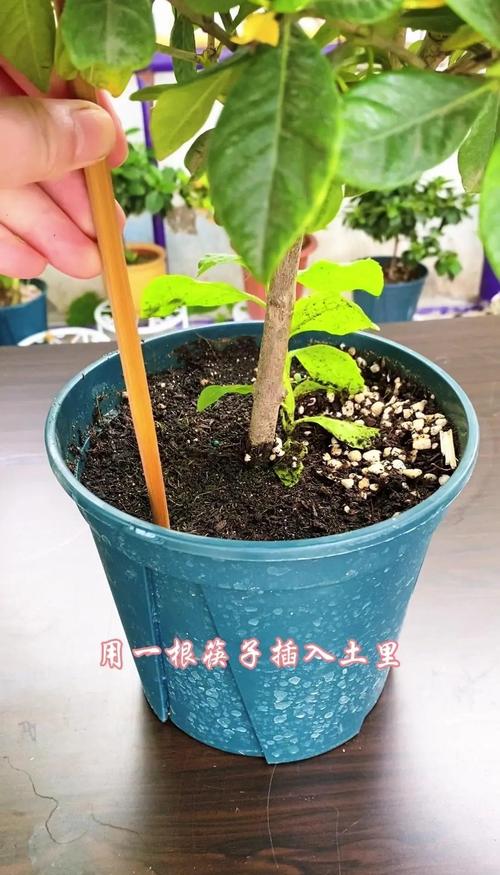 室内绿植盆土插筷子测干湿实拍