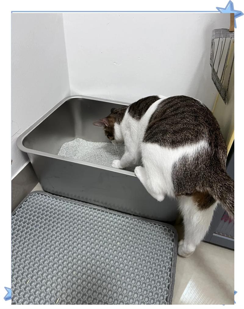 公猫蹲在猫砂盆里反复扒砂的实拍图