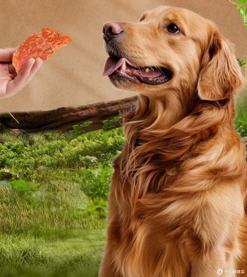训练狗狗握手零食奖励现场图