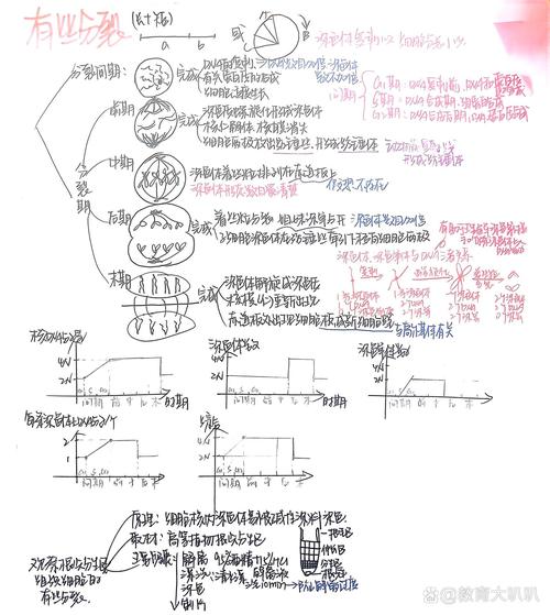 高中生物细胞分裂学科思维导图手绘笔记