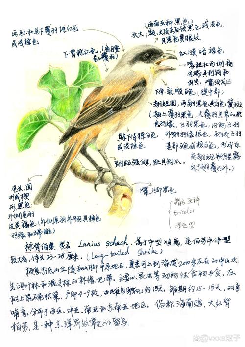观鸟爱好者笔记本手绘鸟类记录