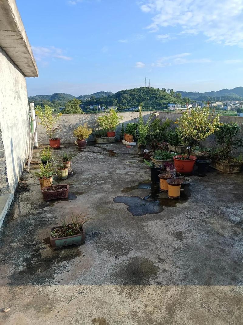 户外天台暴晒消毒旧花土场景