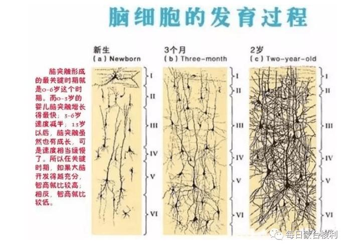婴幼儿大脑突触发育和正向反馈关联示意图