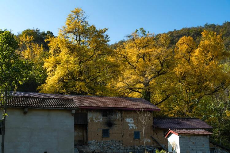 湖北南漳未开发古山寨青石墙野生栗子树