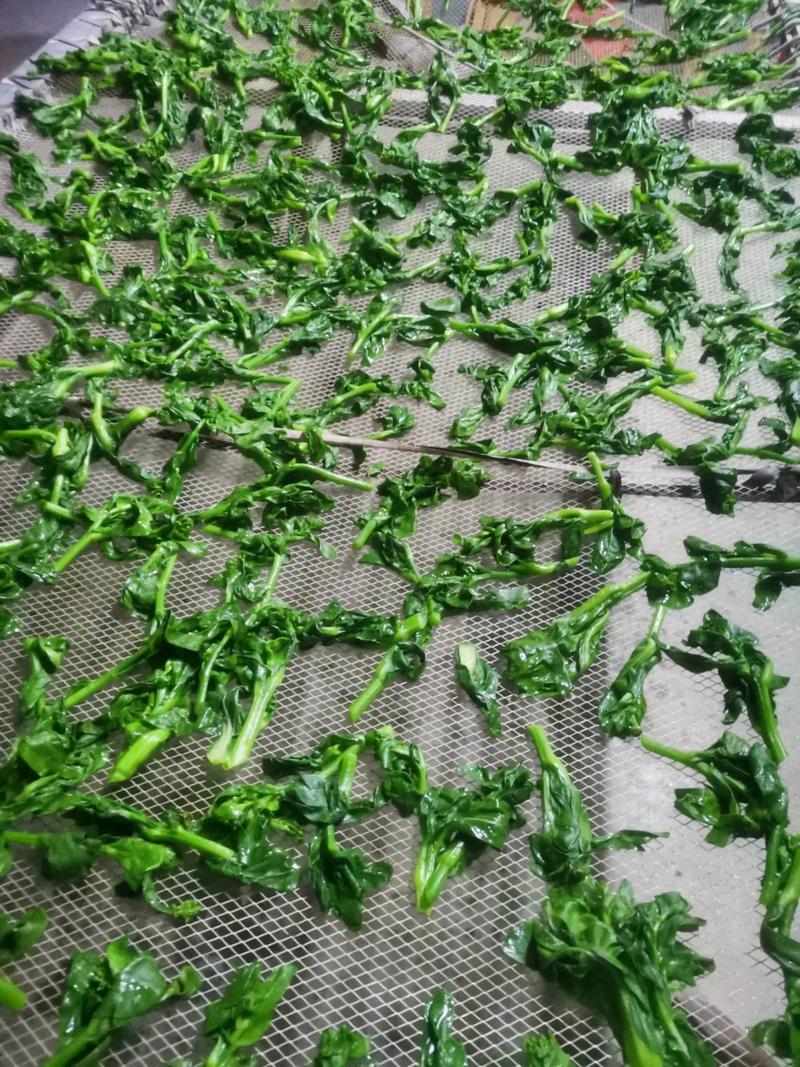 新鲜绿叶菜摘黄叶晾干场景
