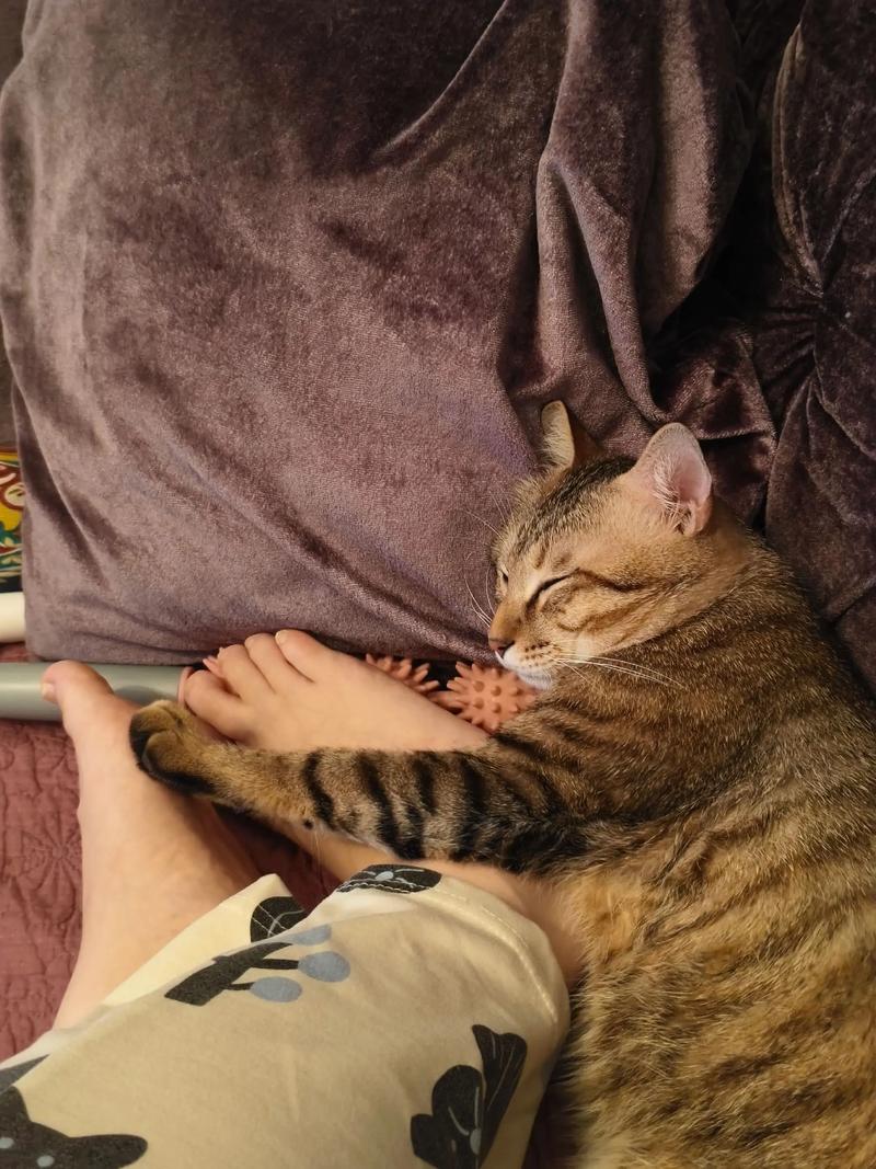 猫咪趴在主人脚边陪加班的萌宠日常