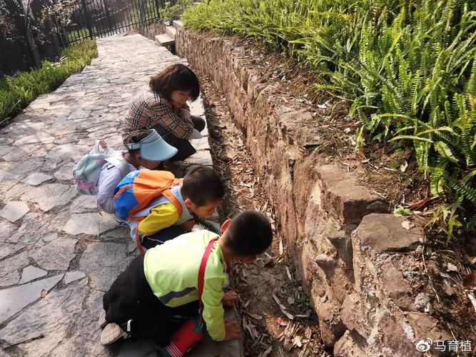 爸爸蹲在草丛边和幼儿一起看蚂蚁 科学育儿观察场景