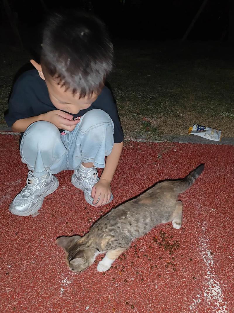 5岁小男孩蹲在地上给幼猫喂粮的真实生活场景