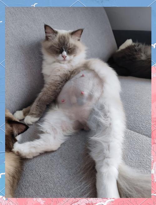 孕妇居家撸宠物猫日常实拍