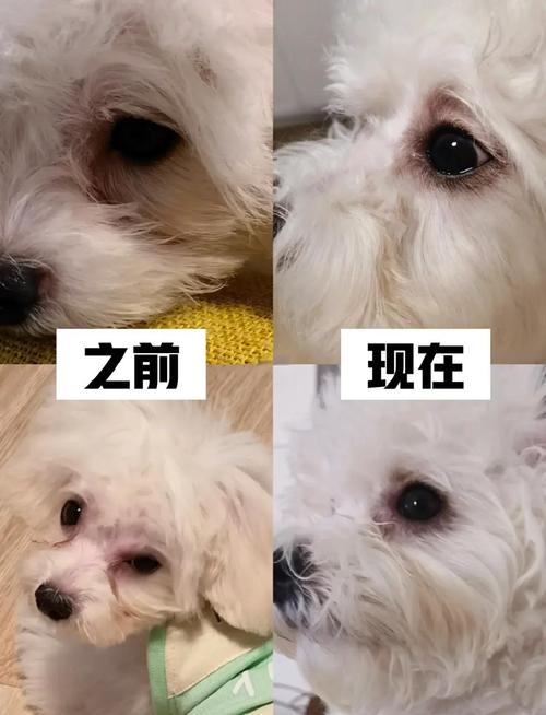 有泪痕和无泪痕狗狗脸部对比实拍