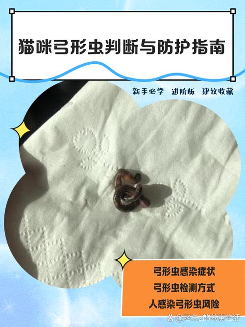 真要防弓形虫,你需要做的事比想象中少得多