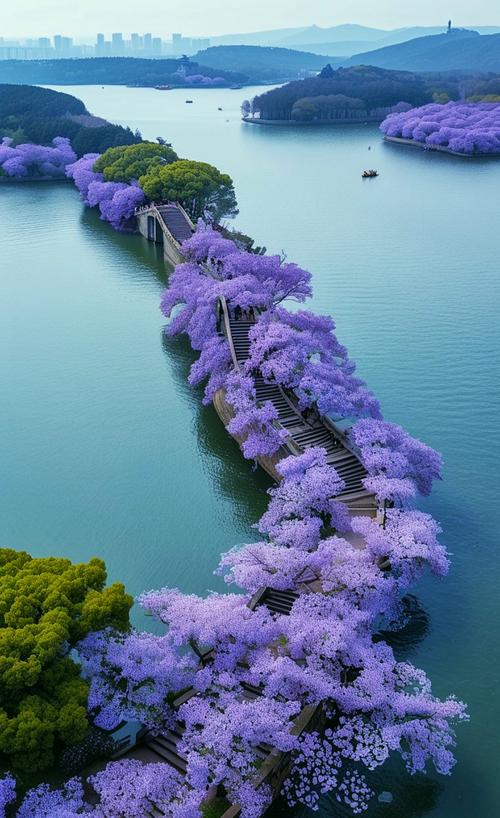 无锡鼋头渚长春桥樱花湖面盛花景观