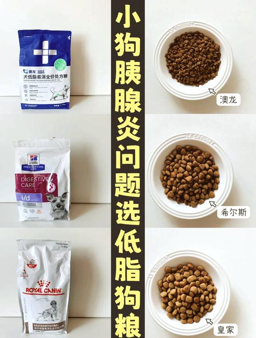 患胰腺炎犬低脂处方粮陶瓷碗进食场景