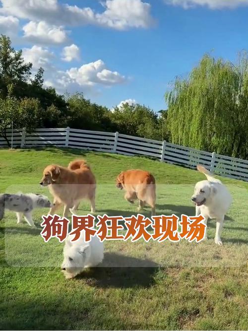 小区草坪主人呼唤狗狗狗狗掉头跑开场景