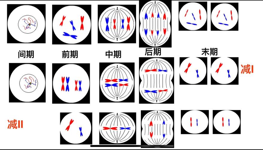 细胞分裂图像辨析 有丝分裂与减数分裂示意对比图