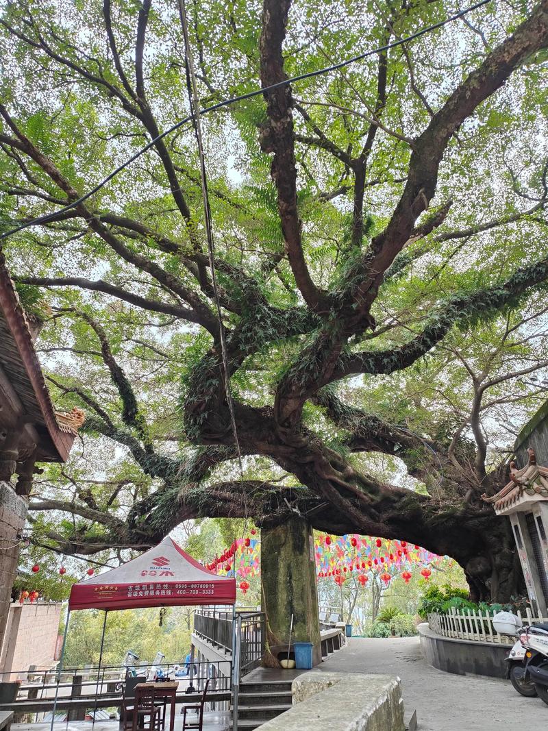 曼听公园侧门废弃佛寺榕树
