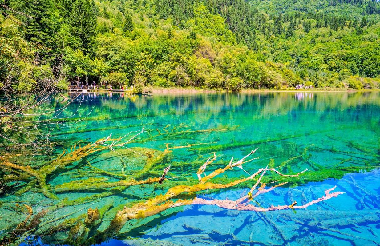 九寨沟五花海清晨钙化岸落叶景观