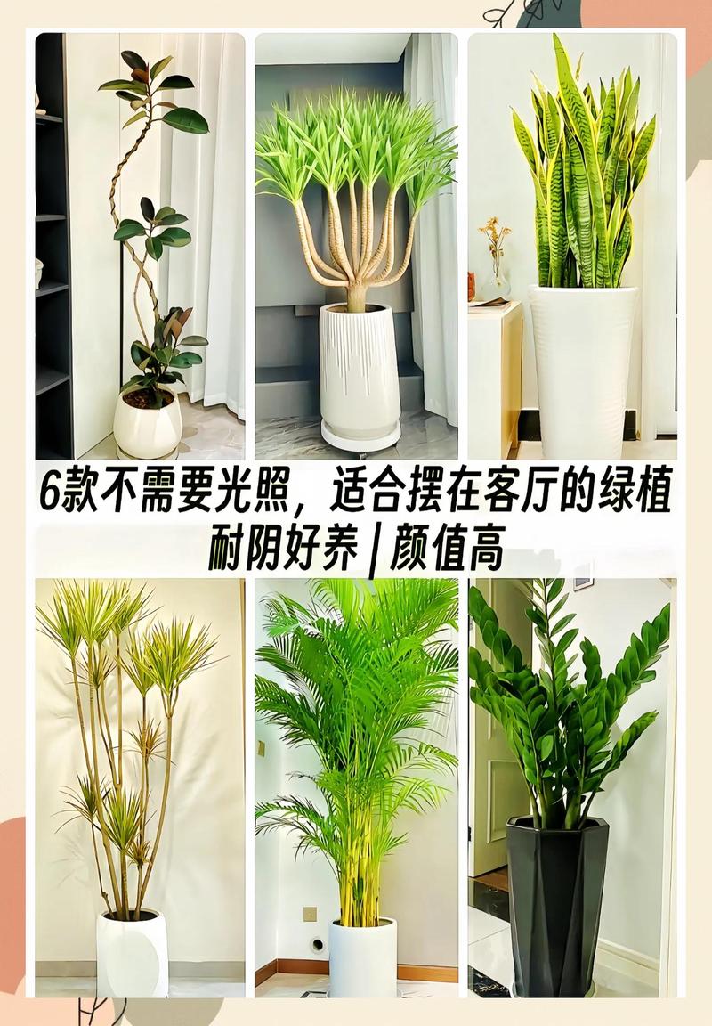 居家绿植不同光照摆放位置参考图