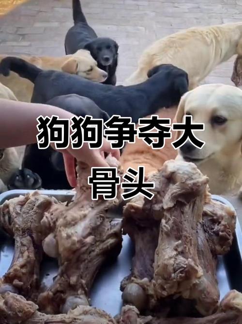 狗狗对着牛棒骨低吼家庭实拍